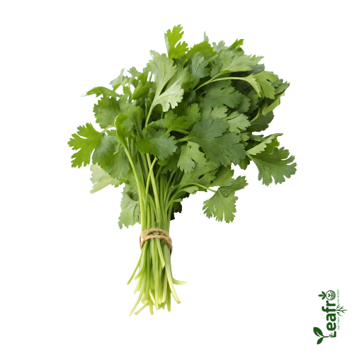 Organic Kothimeera – Farm Fresh100 gr