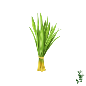 Organic Lemon Grass – Farm Fresh 1bn