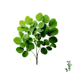 Organic Munagaku (Moringa leaf) – Farm Fresh 1pk