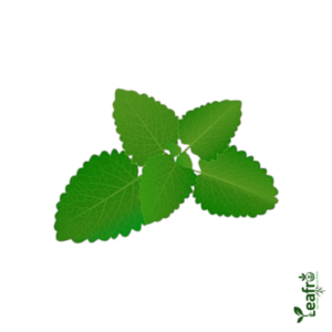 Organic Vamu Aaku (Ajwain) – Farm Fresh 100 gr