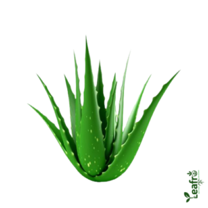 Organic aloe vera – Farm Fresh 5pc