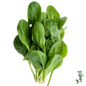 organic spinach leaves farm grown