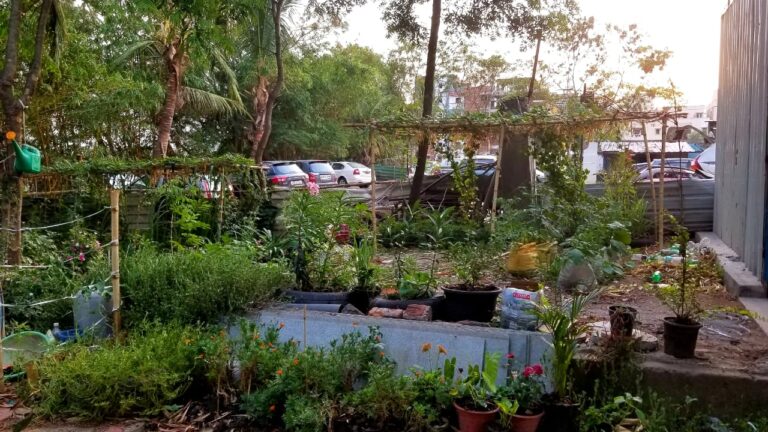 Buy Organic Leafy Vegetables Online in Hyderabad