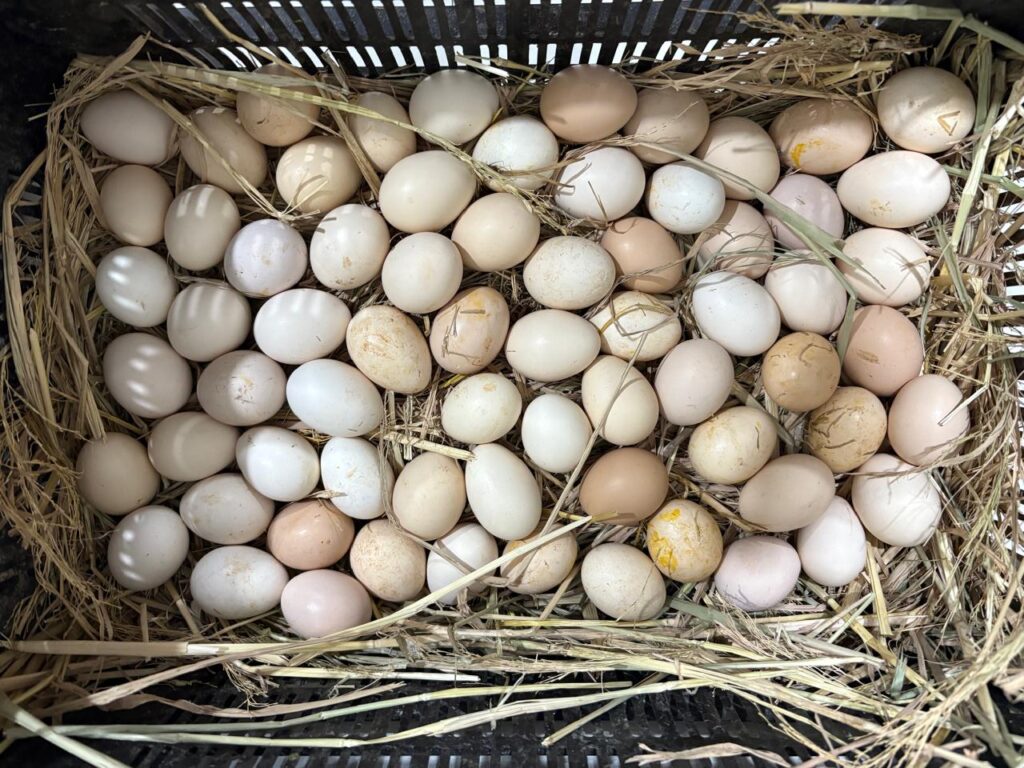 country eggs online in Hyderabad