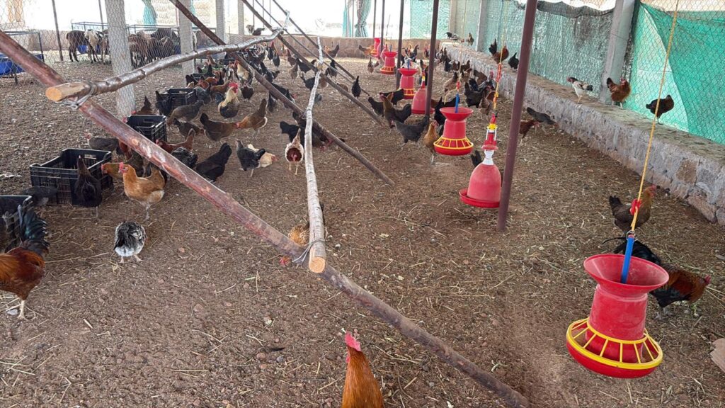 farm fresh naatu kodi eggs